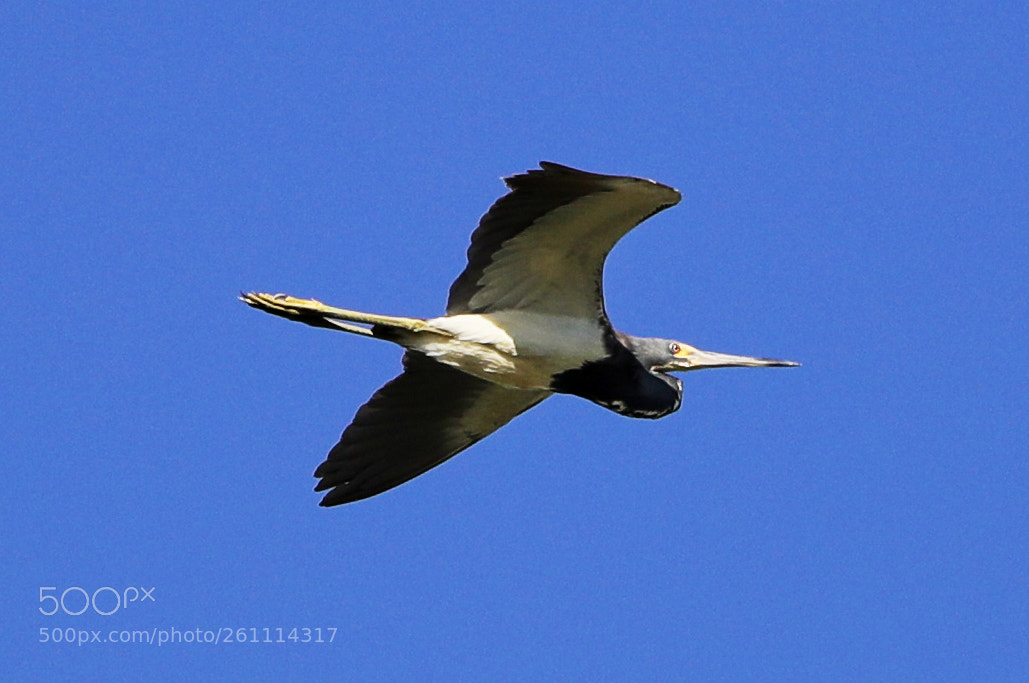 Canon EOS-1D X Mark II sample photo. 06-06-18-0021440.jpg photography