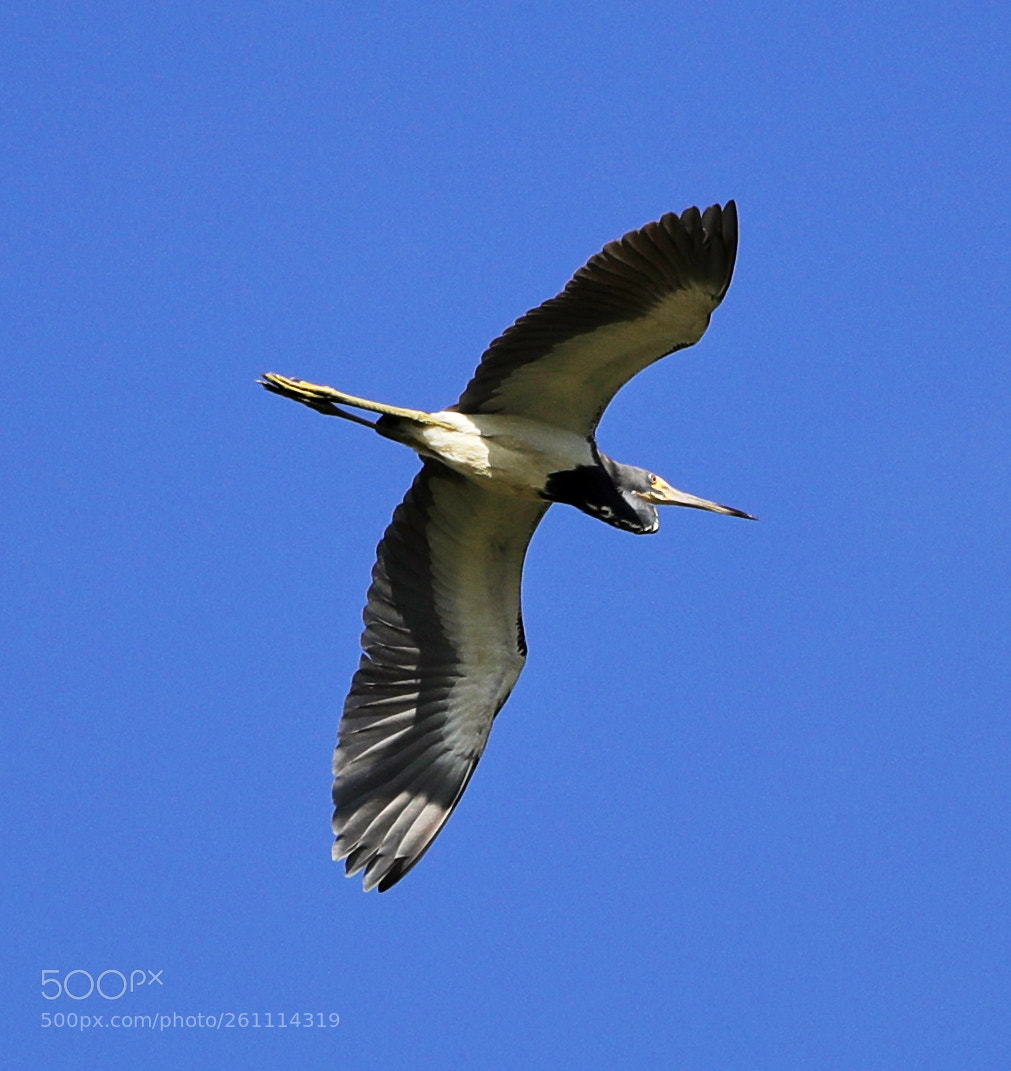 Canon EOS-1D X Mark II sample photo. 06-06-18-0021439.jpg photography