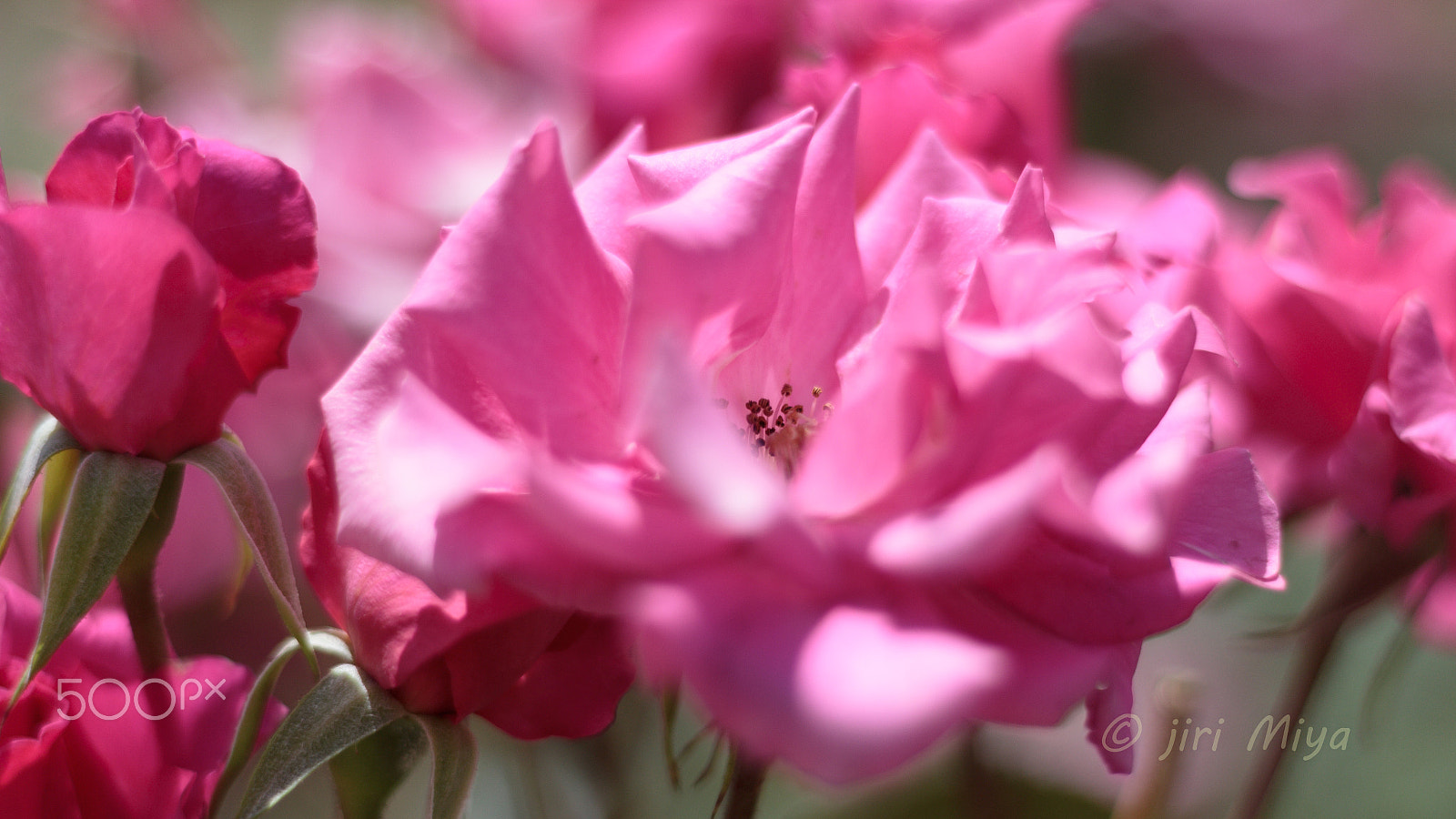 Canon EOS 600D (Rebel EOS T3i / EOS Kiss X5) sample photo. Happy song photography