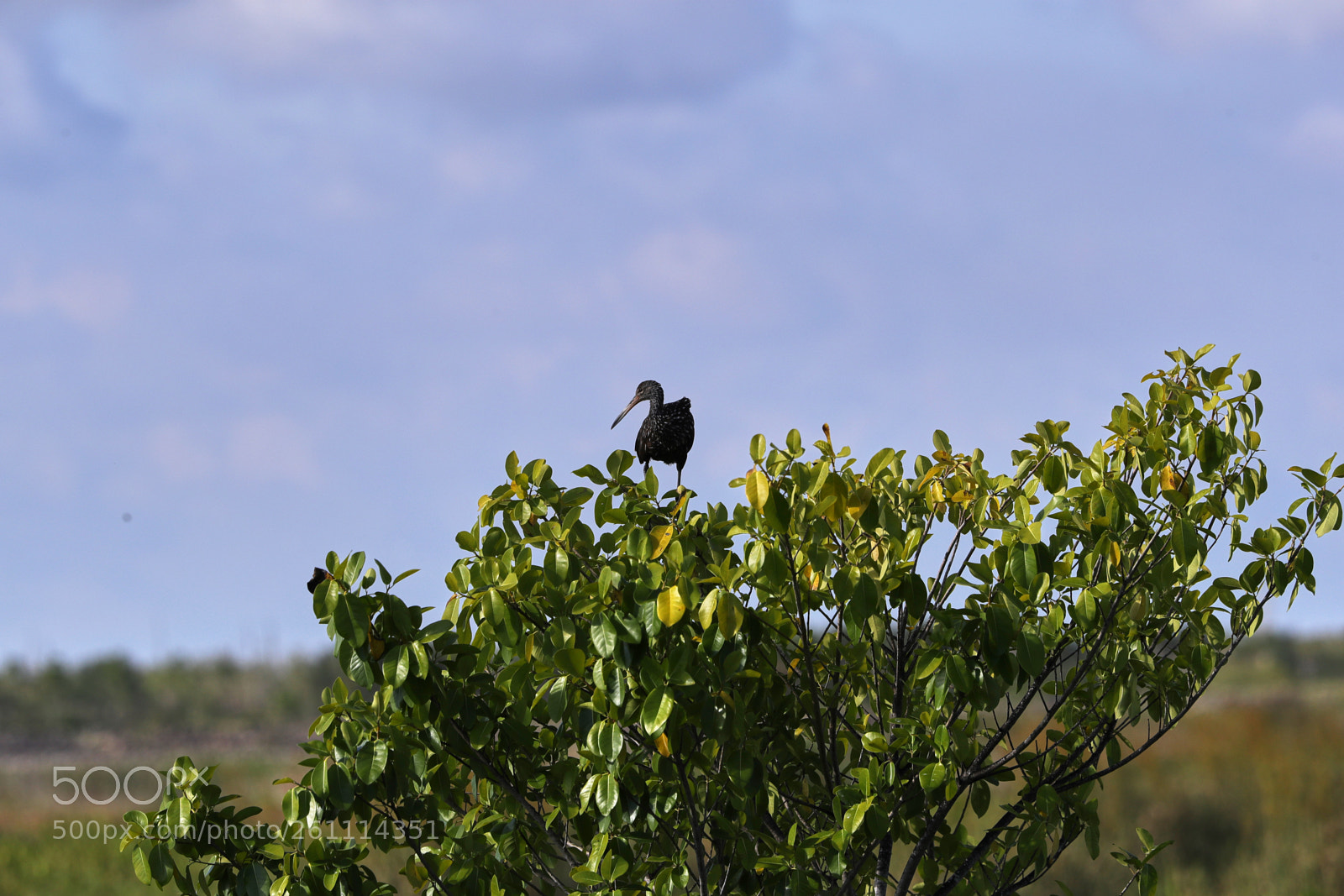 Canon EOS-1D X Mark II sample photo. 06-06-18-0021432.jpg photography