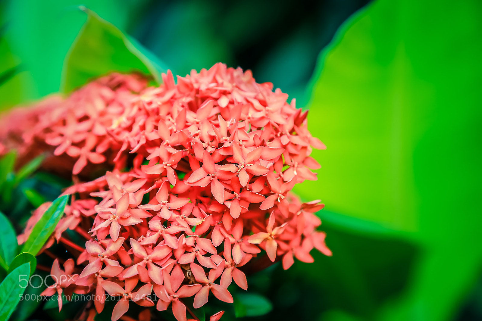 Canon EOS 6D sample photo. Flowers 1 photography