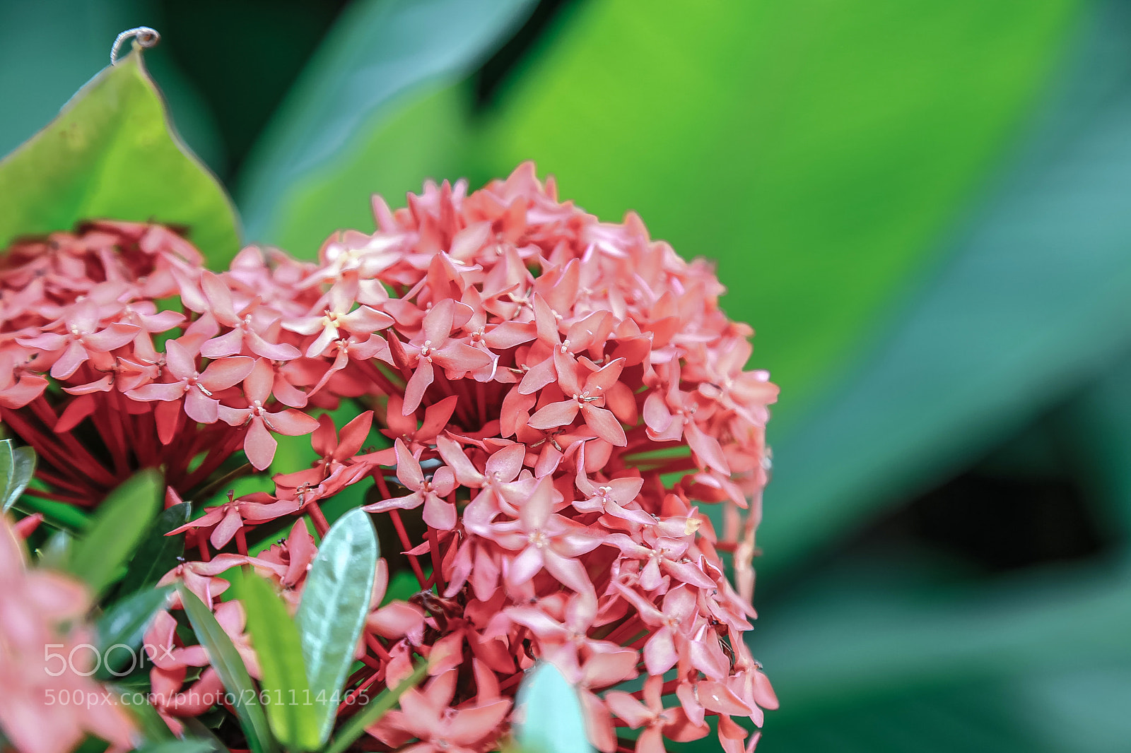 Canon EOS 6D sample photo. Flowers 2 photography