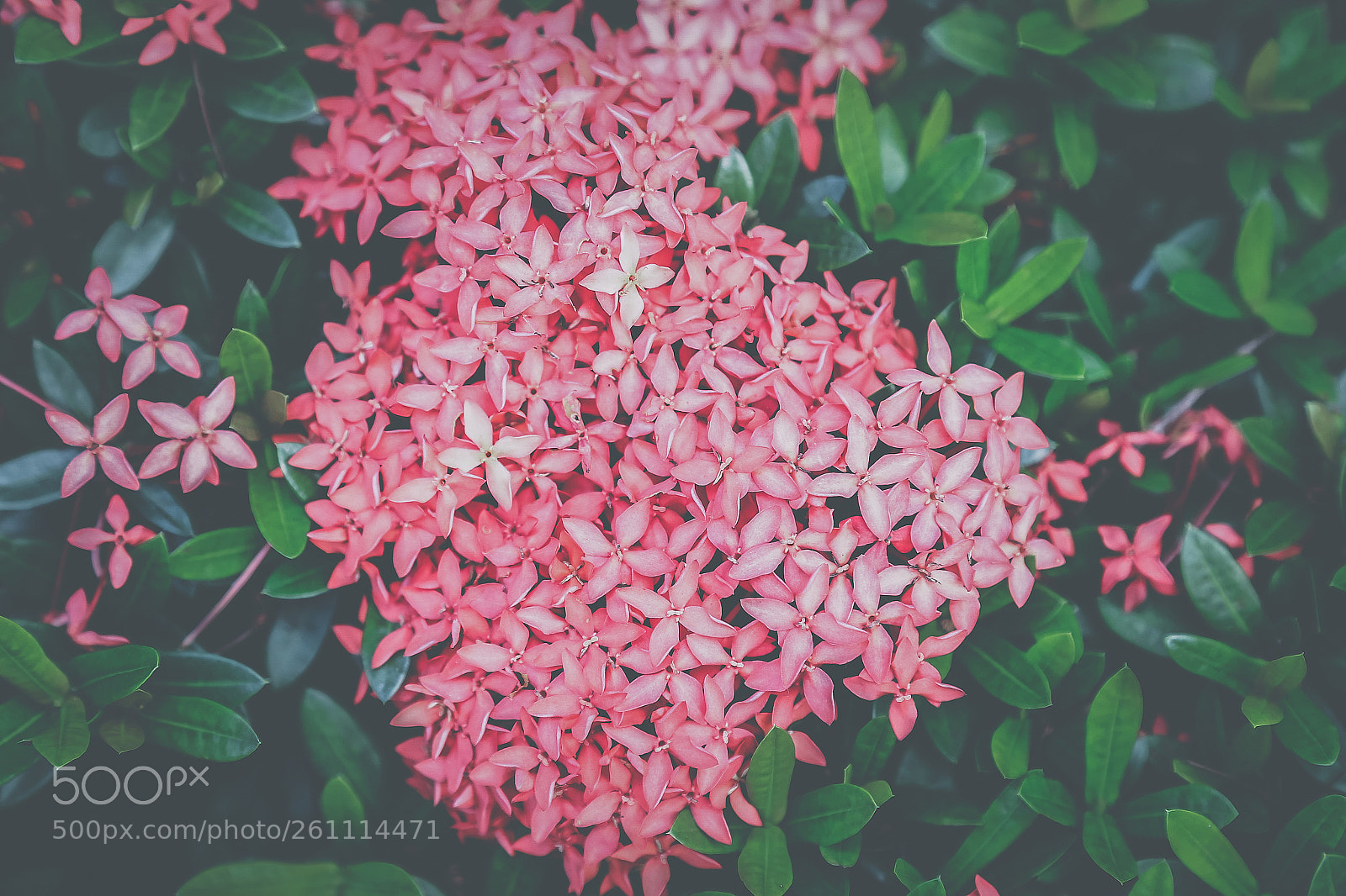 Canon EOS 6D sample photo. Flowers 3 photography