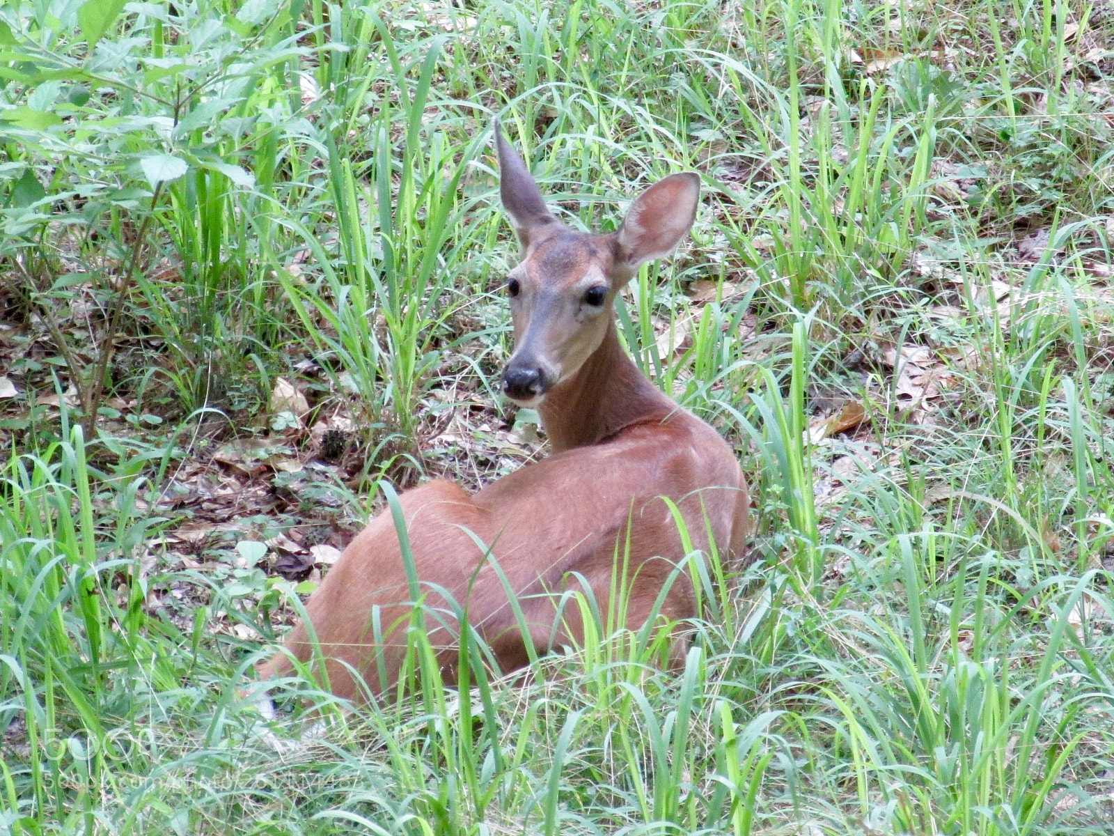 Canon PowerShot SX500 IS sample photo. Sometimes we just need photography