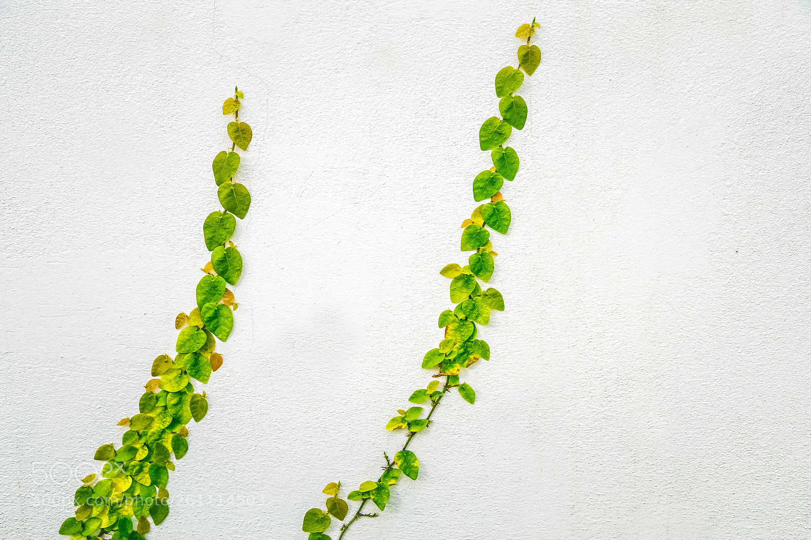 Canon EOS 6D sample photo. Green leaf photography