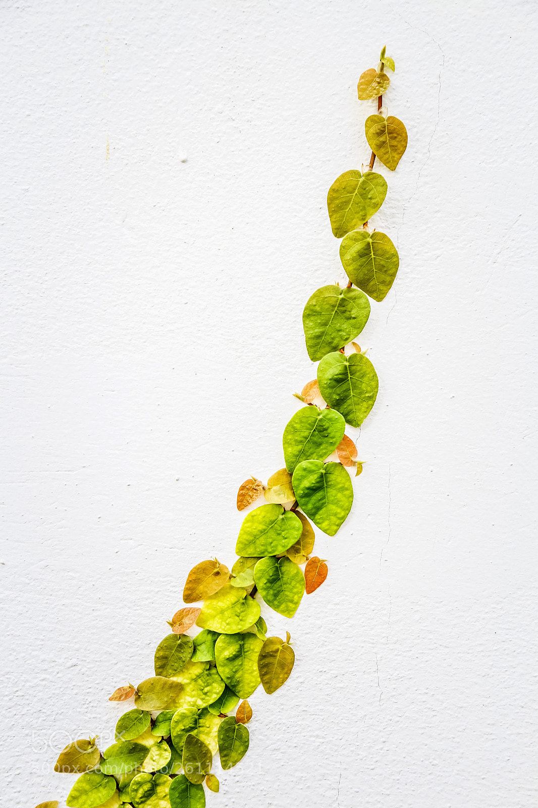 Canon EOS 6D sample photo. Green leaf 1 photography