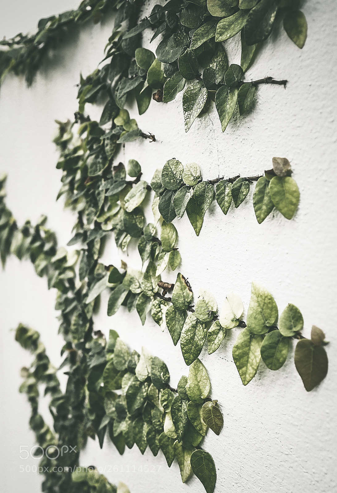 Canon EOS 6D sample photo. Ggreen leaf 2 photography