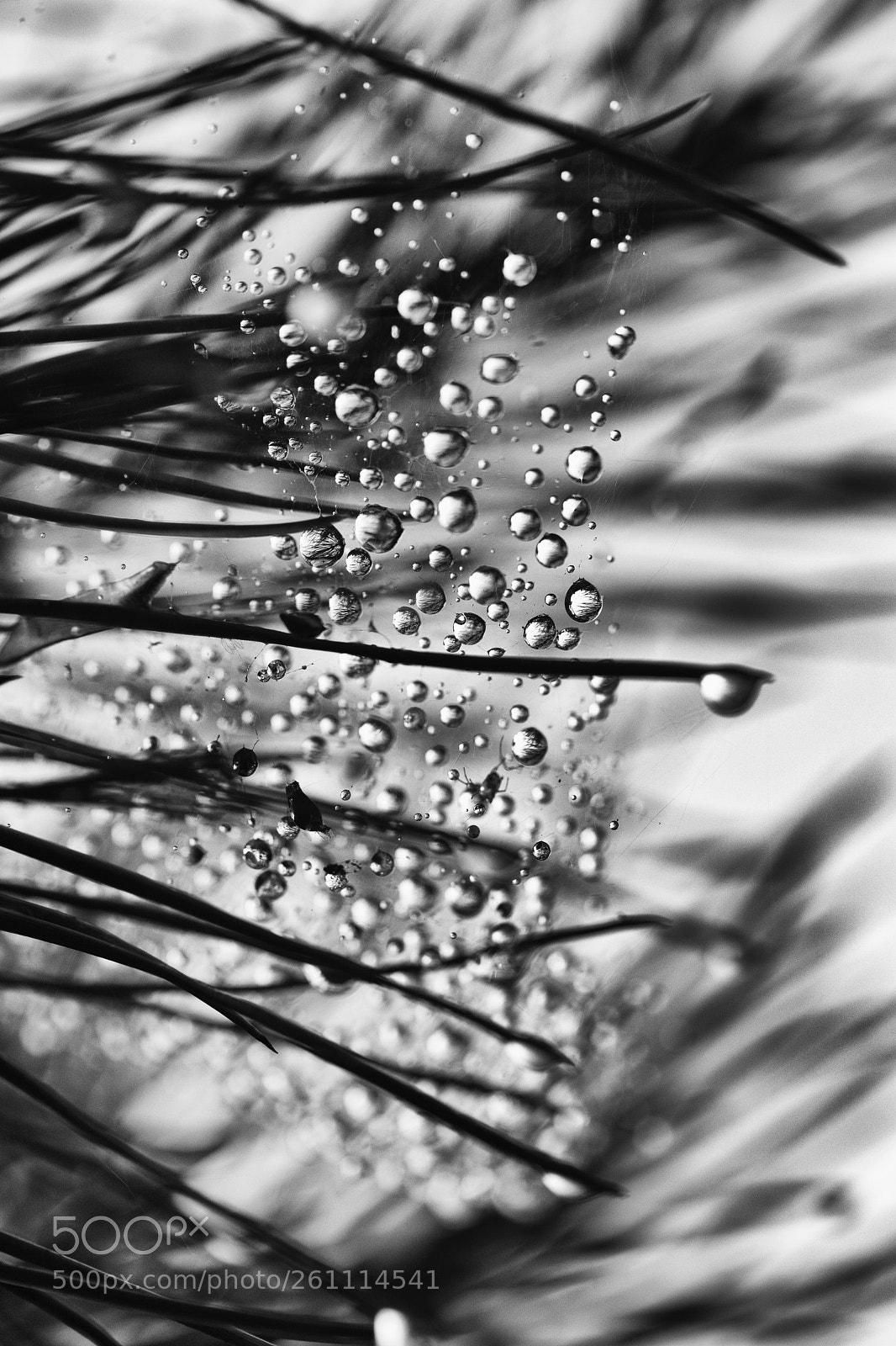 Canon EOS 5D Mark IV sample photo. Bw photography