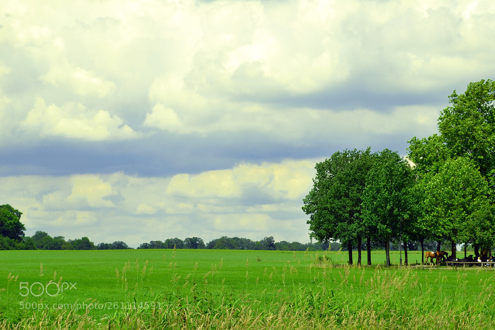 Nikon D3100 sample photo. Horse in the field photography