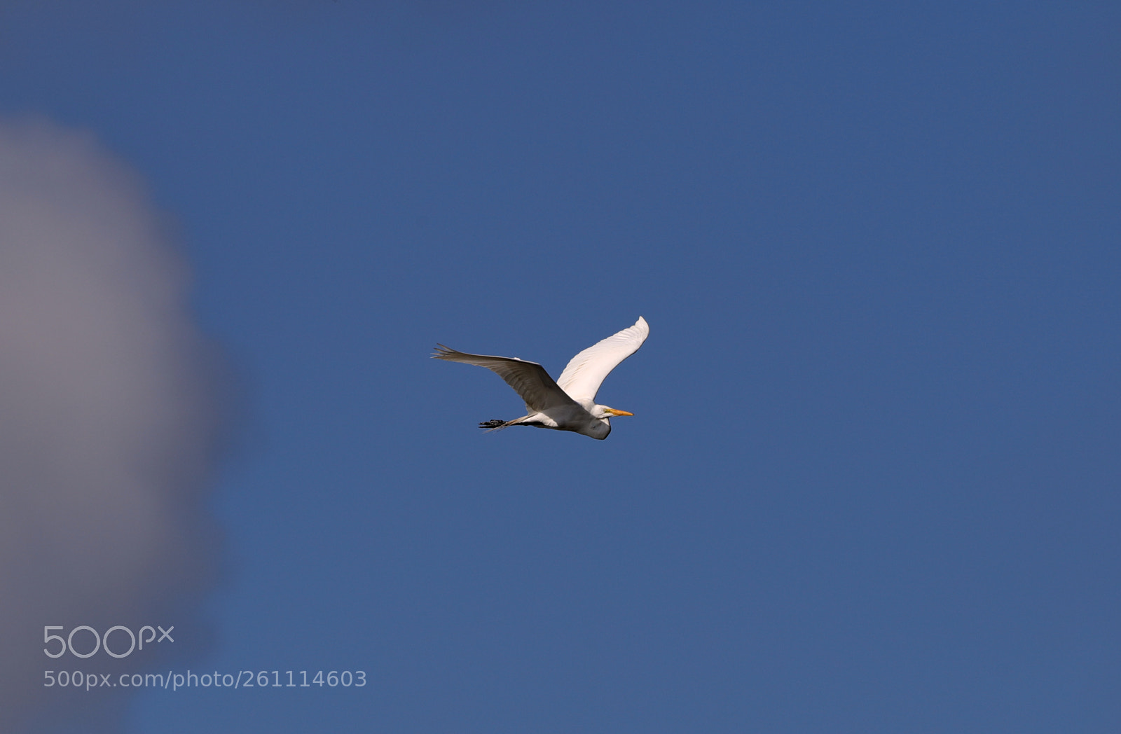 Canon EOS-1D X Mark II sample photo. 06-06-18-0021424.jpg photography