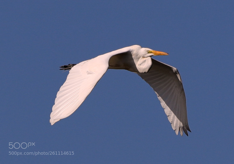 Canon EOS-1D X Mark II sample photo. 06-06-18-0021423.jpg photography