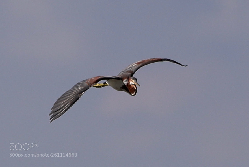 Canon EOS-1D X Mark II sample photo. 06-06-18-0021410.jpg photography