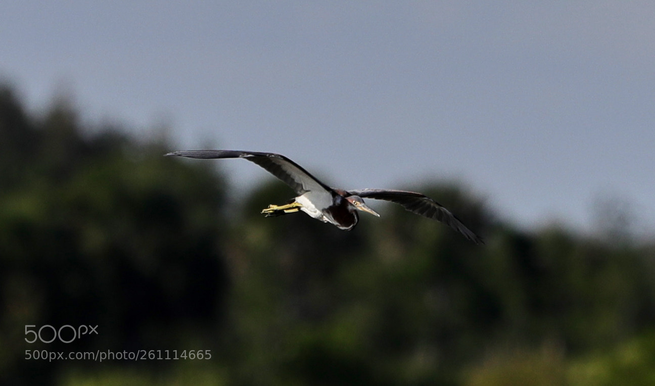 Canon EOS-1D X Mark II sample photo. 06-06-18-0021409.jpg photography