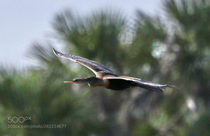 Canon EOS-1D X Mark II sample photo. 06-06-18-0021401.jpg photography