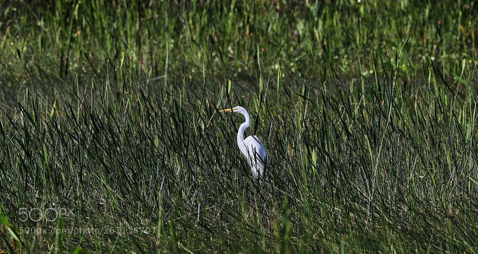 Canon EOS-1D X Mark II sample photo. 06-06-18-0021397.jpg photography