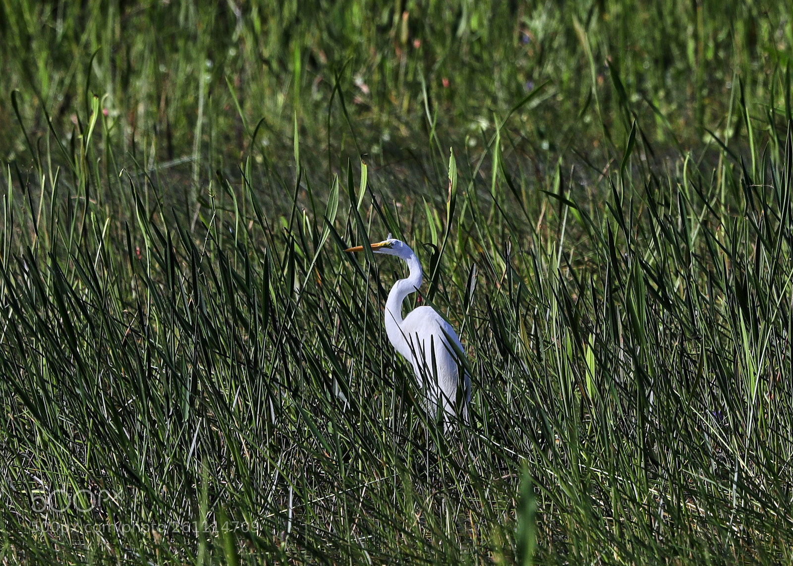 Canon EOS-1D X Mark II sample photo. 06-06-18-0021399.jpg photography