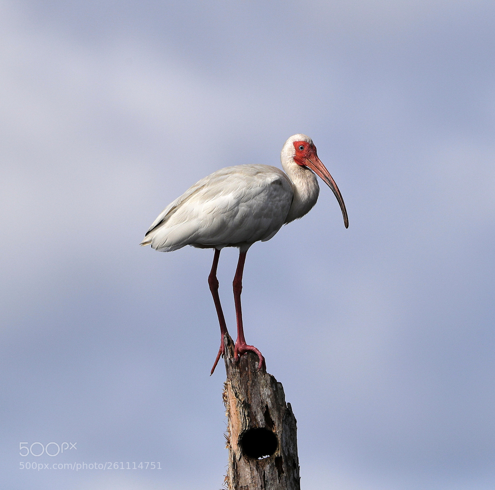 Canon EOS-1D X Mark II sample photo. 06-06-18-0021390.jpg photography