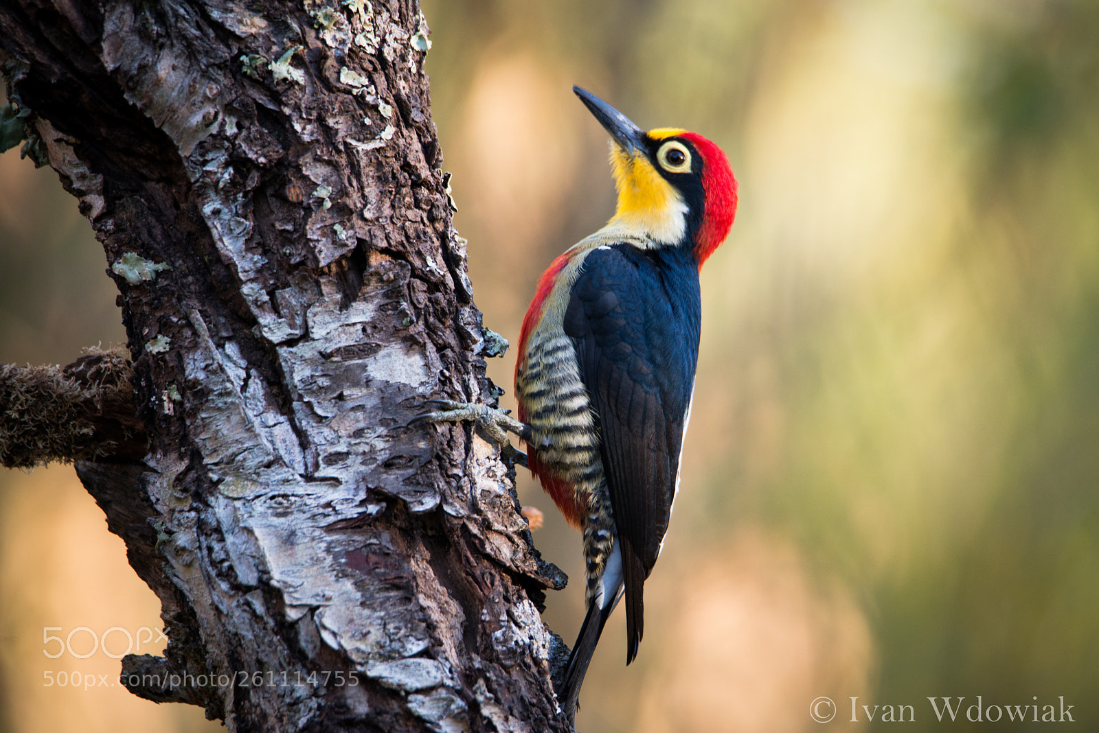 Nikon D800 sample photo. Yellow-fronted woodpecker photography