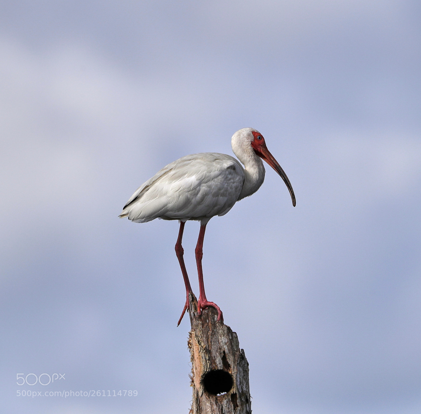 Canon EOS-1D X Mark II sample photo. 06-06-18-0021387.jpg photography