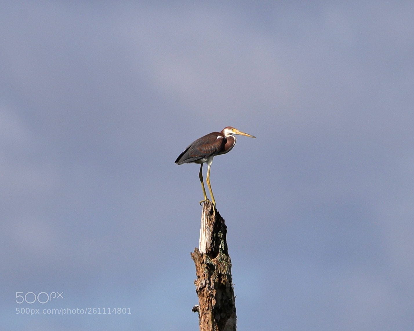Canon EOS-1D X Mark II sample photo. 06-06-18-0021384.jpg photography