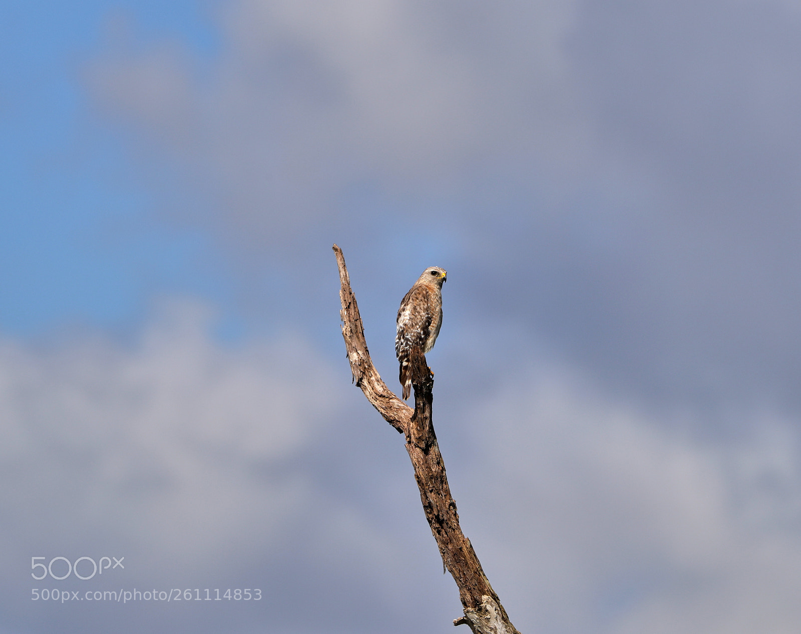 Canon EOS-1D X Mark II sample photo. 06-06-18-0021370.jpg photography