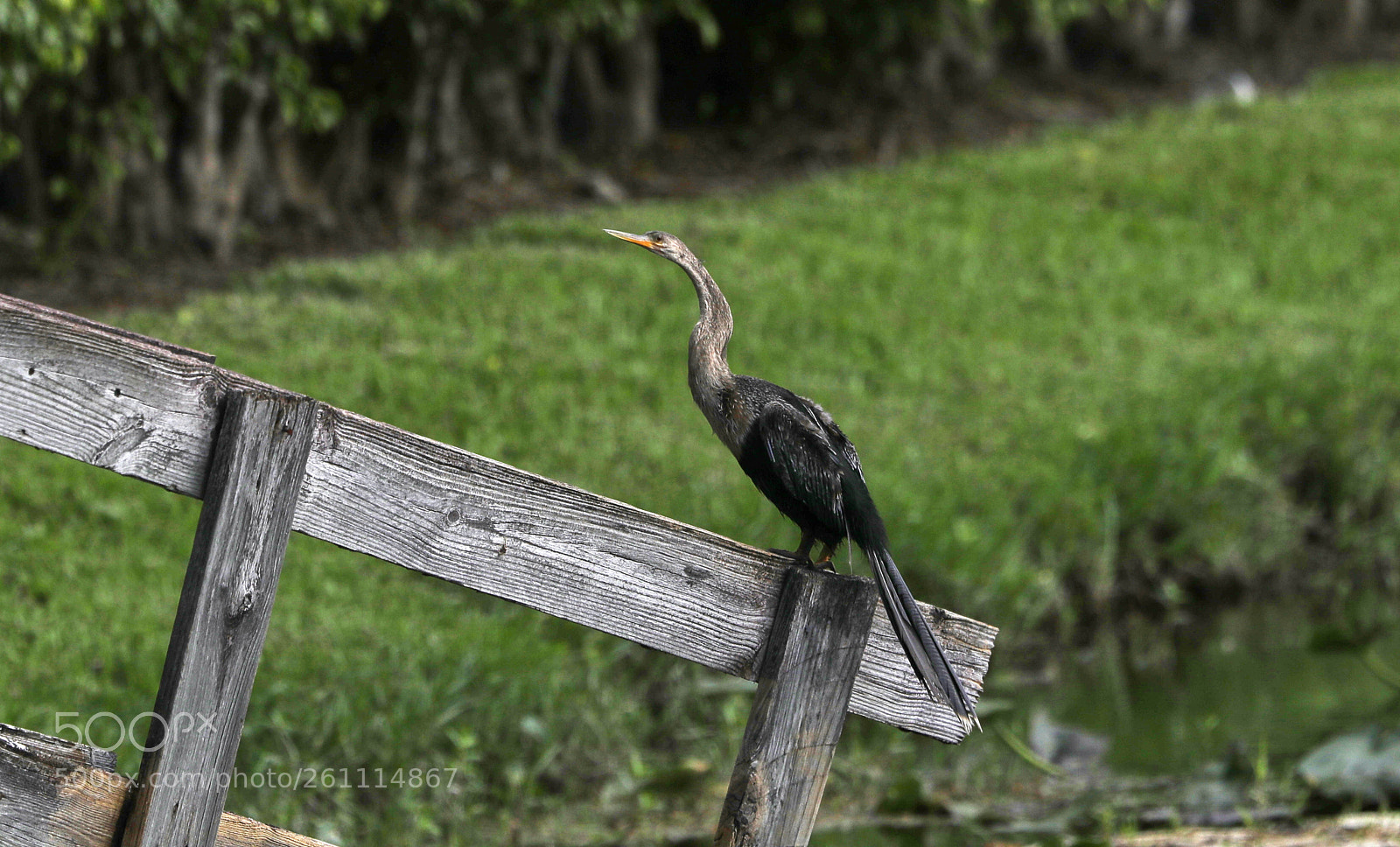Canon EOS-1D X Mark II sample photo. 06-06-18-0021369.jpg photography