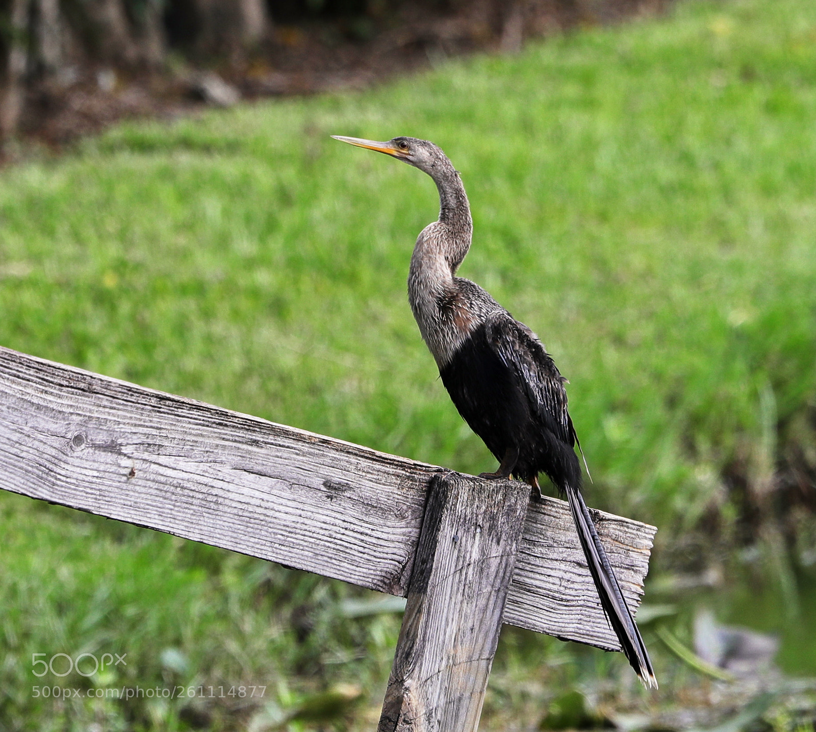 Canon EOS-1D X Mark II sample photo. 06-06-18-0021366 1.jpg photography