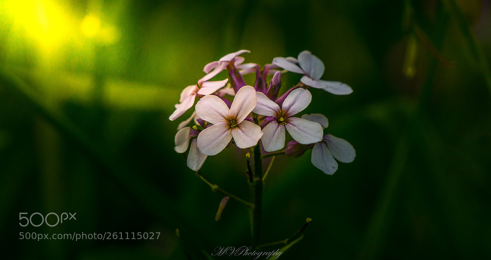 Sony a6000 sample photo. Flowers on the path photography