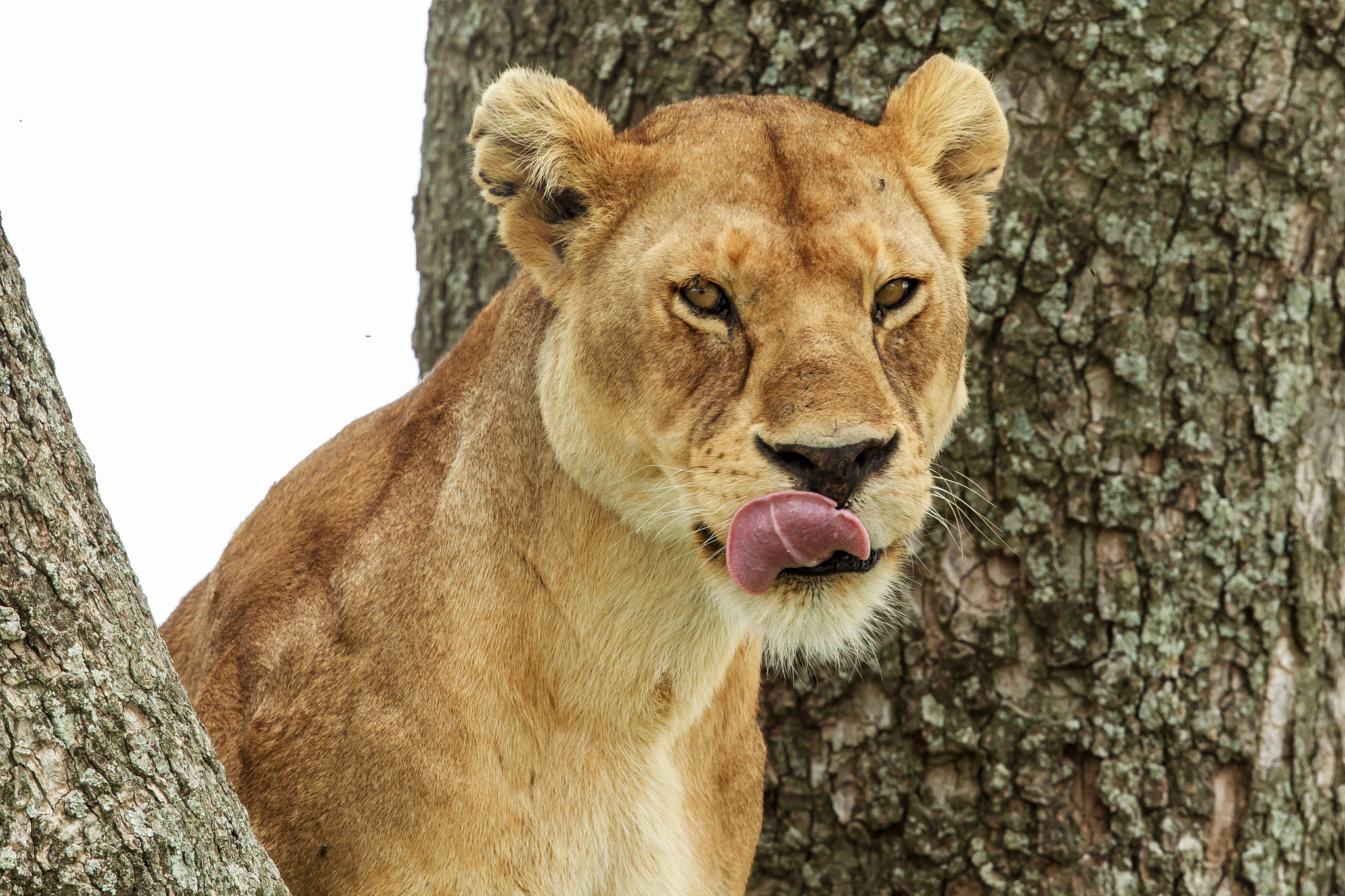 Canon EOS-1D Mark IV sample photo. Lioness up a tree with a mean look photography