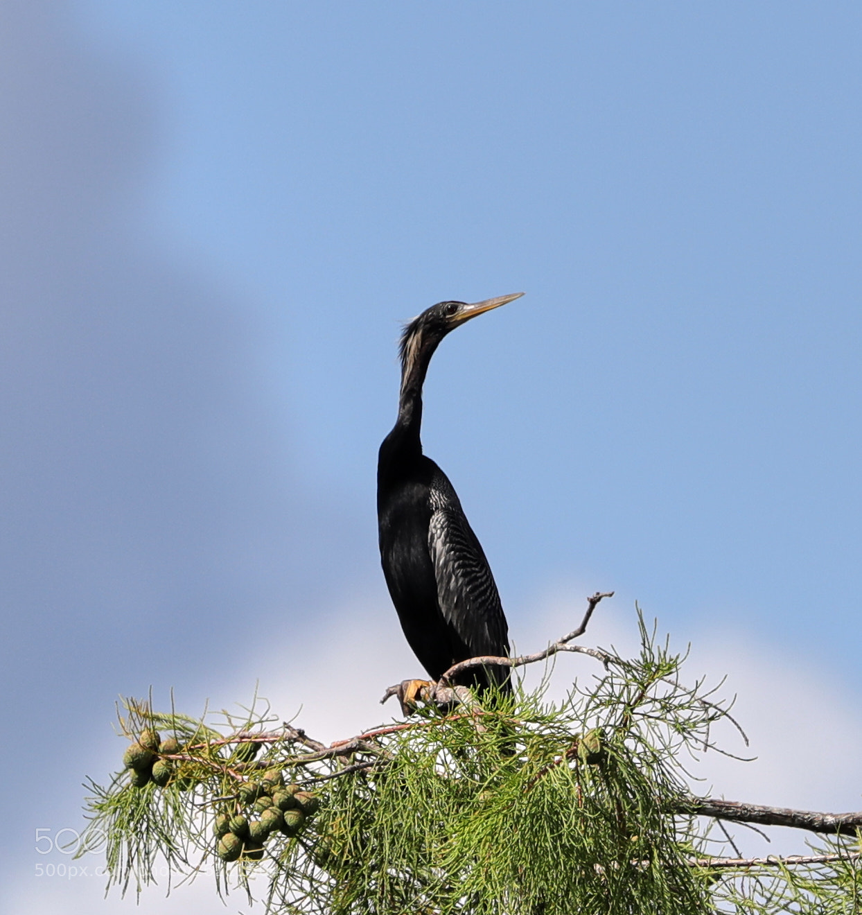Canon EOS-1D X Mark II sample photo. 06-06-18-0021357.jpg photography