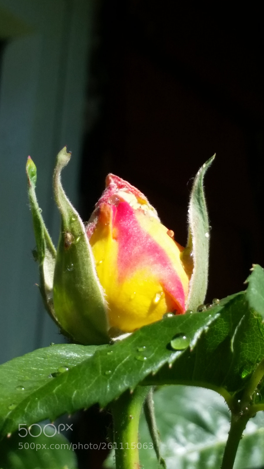 Samsung Galaxy S5 sample photo. The rose photography