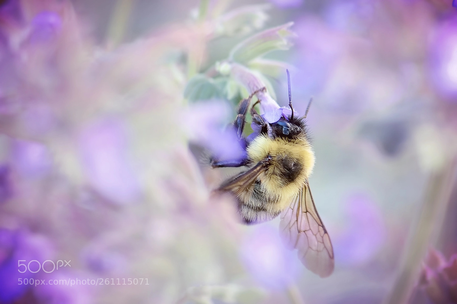 Nikon D5500 sample photo. Bumble bee photography