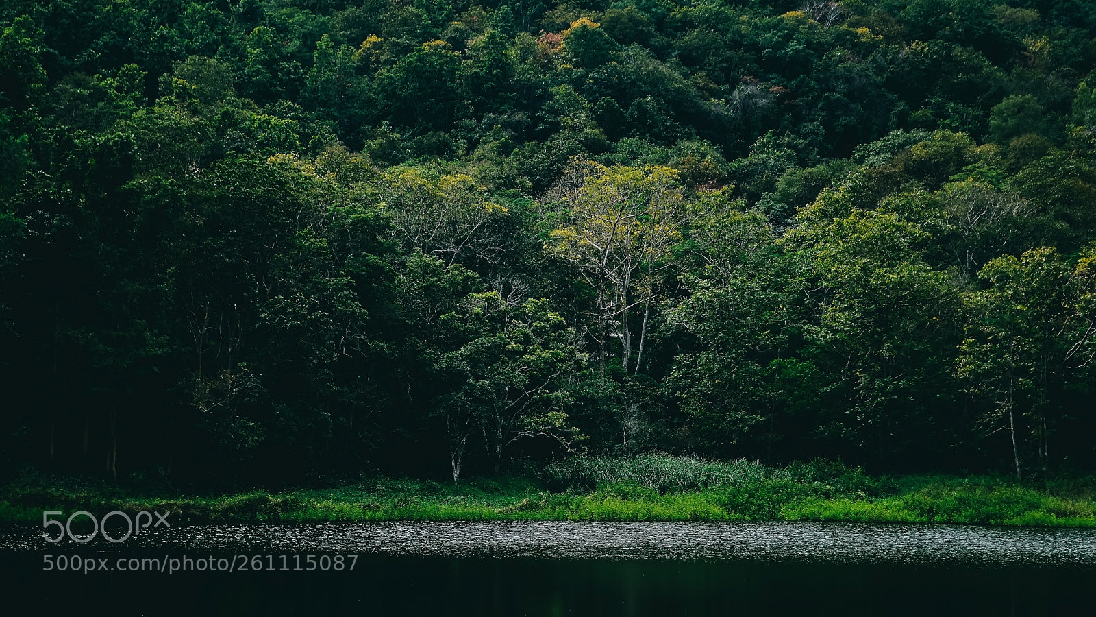 Nikon D7100 sample photo. The green forest photography