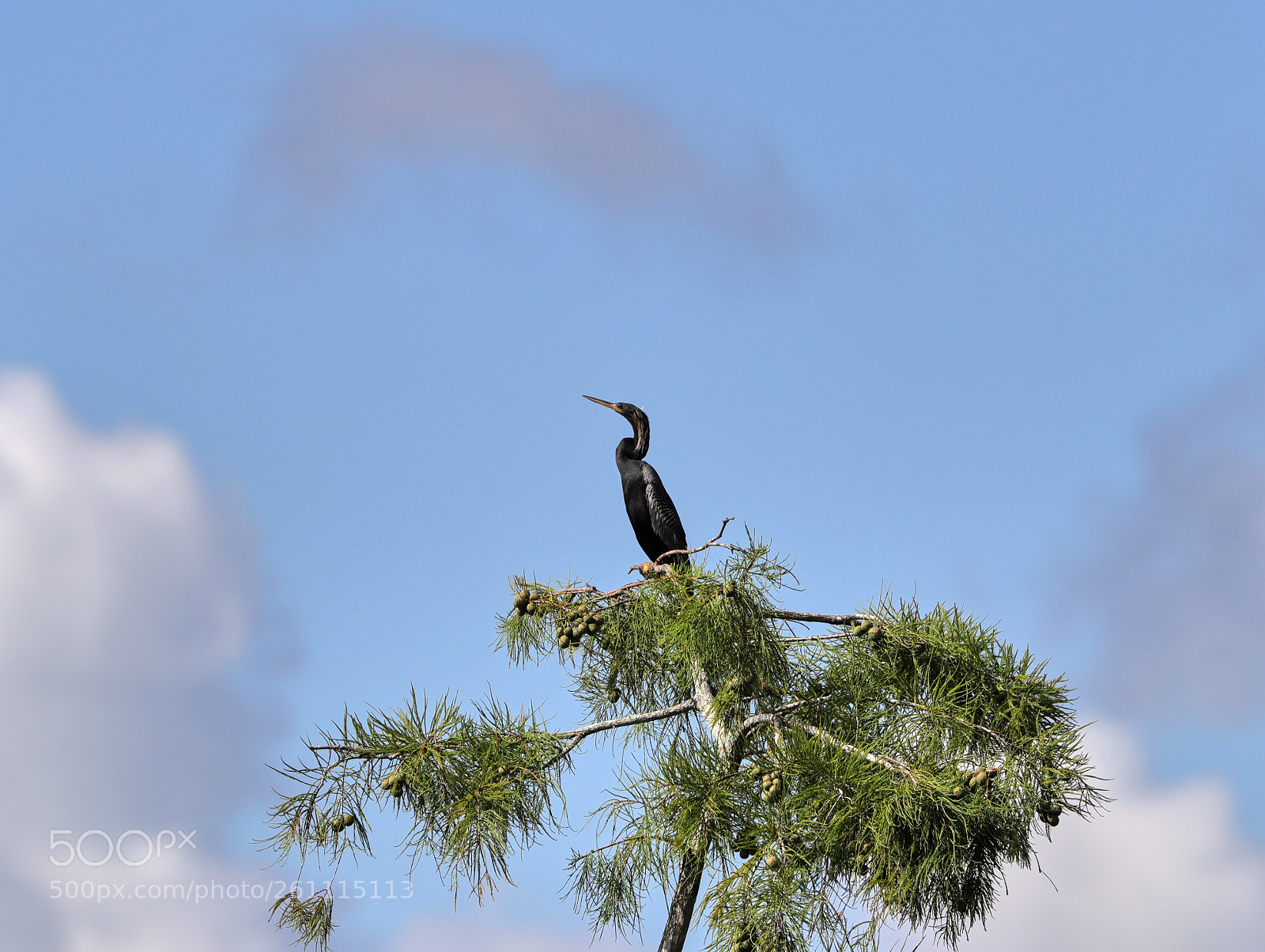 Canon EOS-1D X Mark II sample photo. 06-06-18-0021344.jpg photography