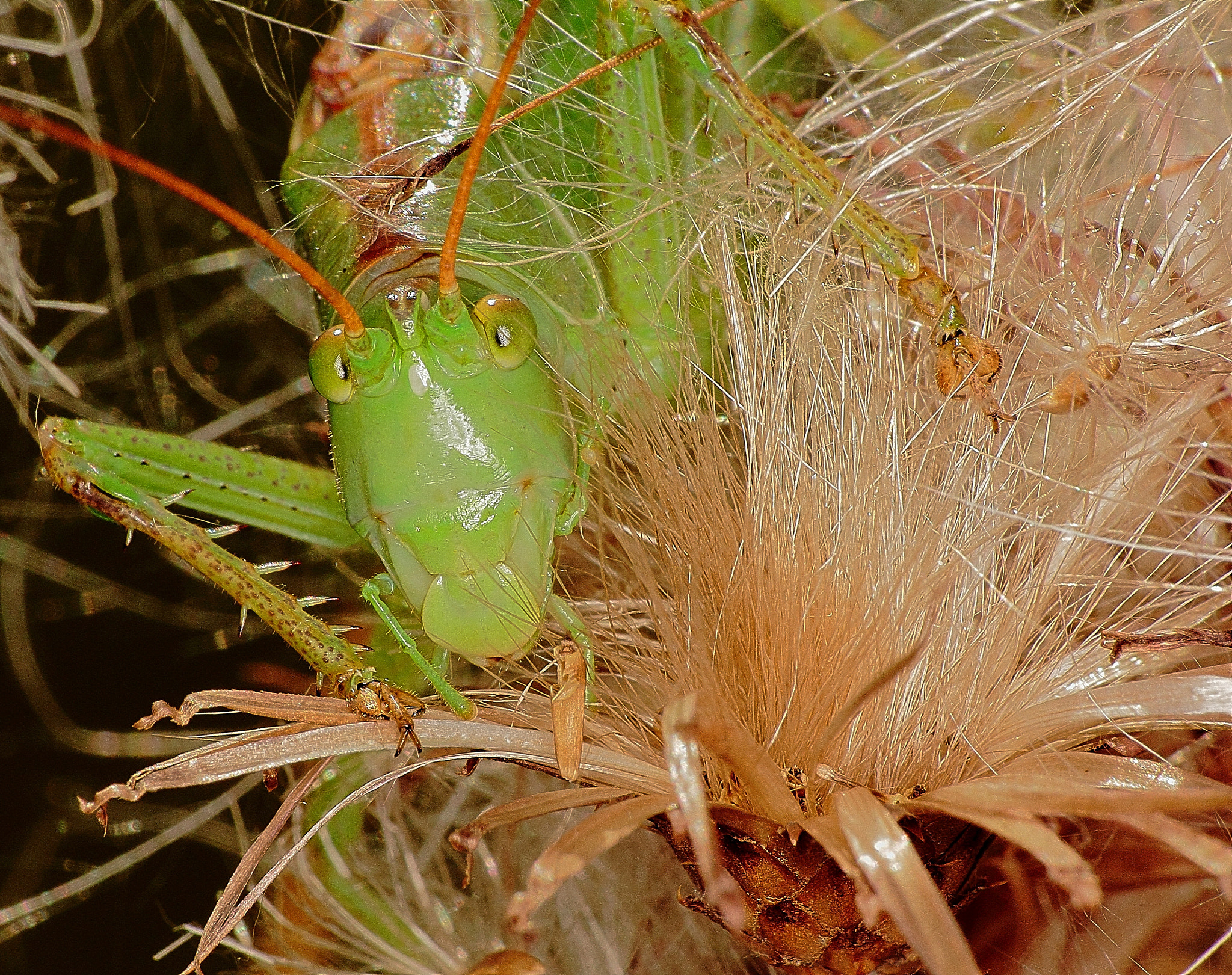 Canon EF 70-300mm F4-5.6 IS USM sample photo. Tettigonia viridissima 4 photography