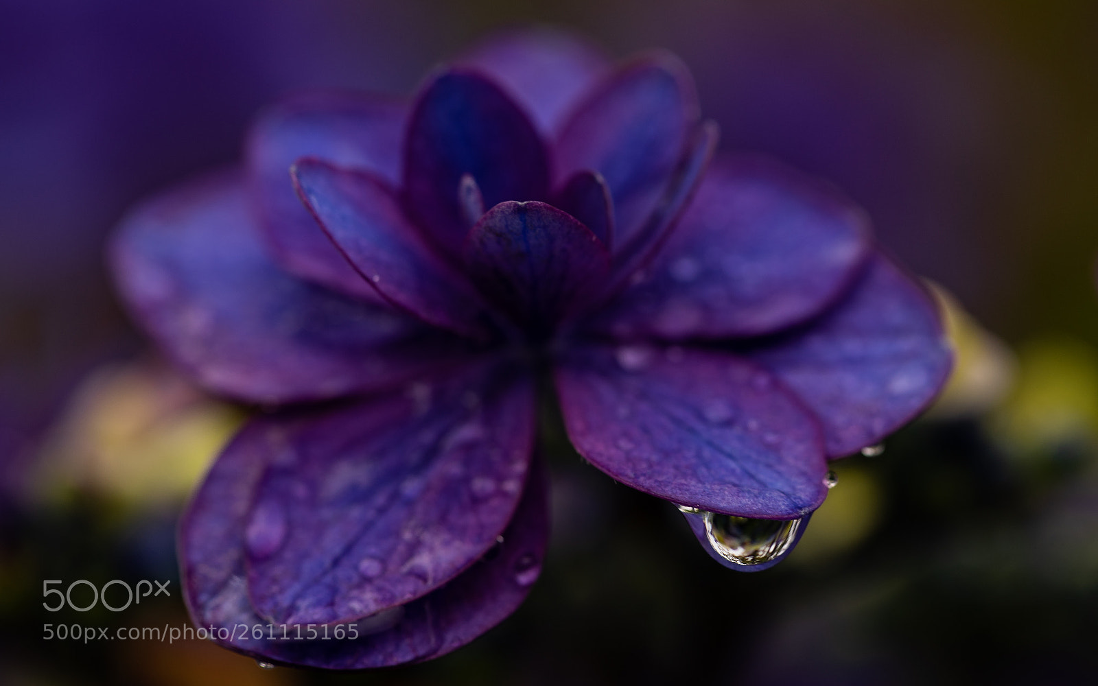 Sony a7 II sample photo. Dsc00796-1.jpg photography
