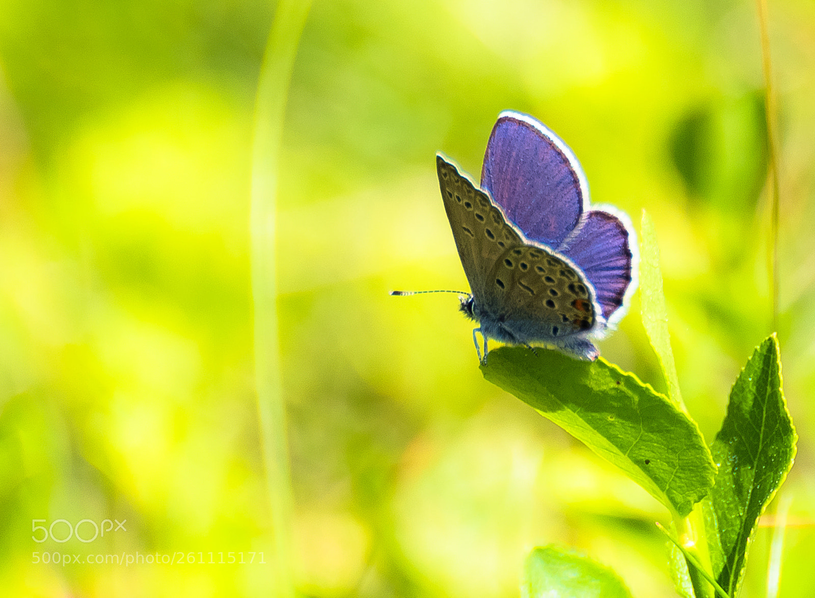 Canon EOS 5D Mark IV sample photo. " cranberry blue " photography