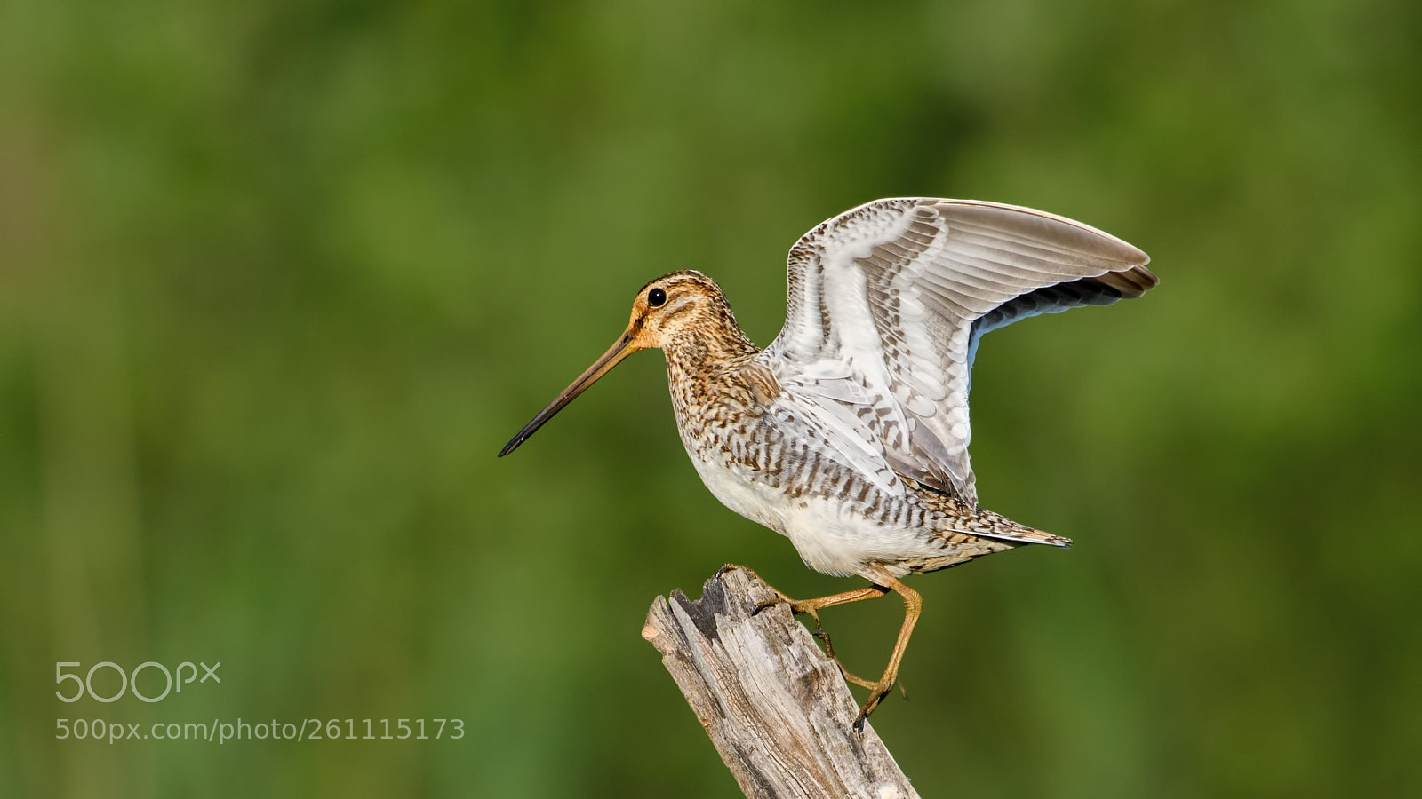 Nikon D500 sample photo. Common snipe photography