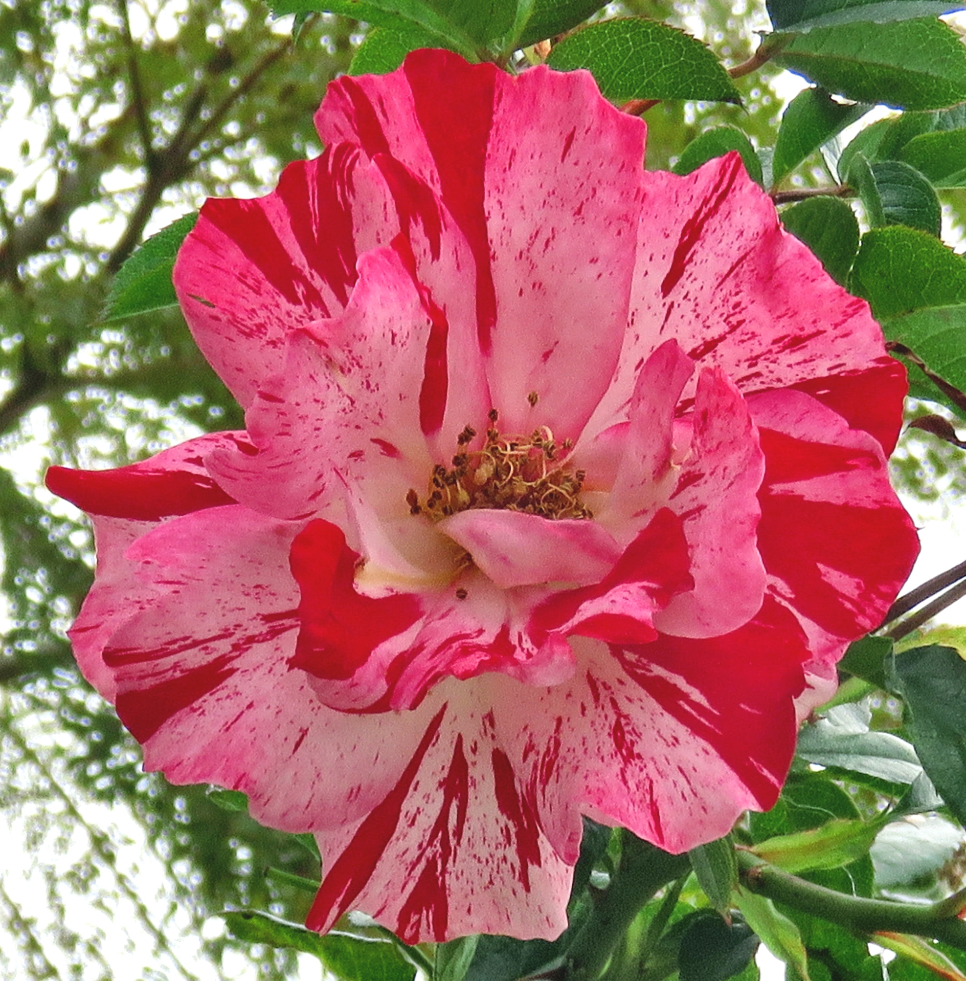 Canon PowerShot SX60 HS sample photo. A red carnation flower in the garden photography