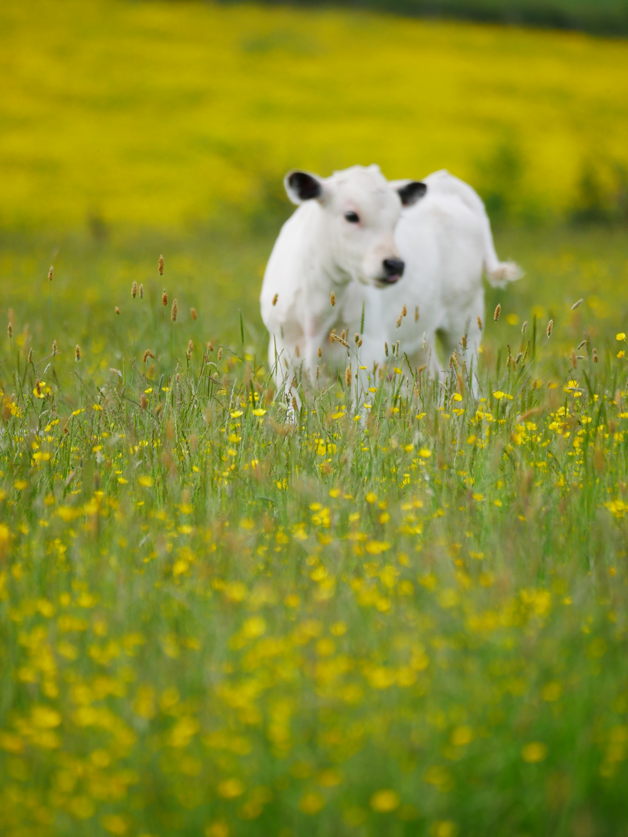 Panasonic Lumix DMC-G85 (Lumix DMC-G80) sample photo. Build me up buttercup photography