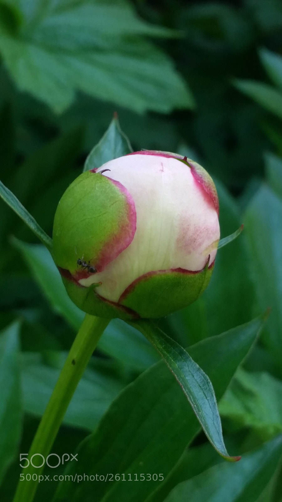 Samsung Galaxy S5 sample photo. Flower photography