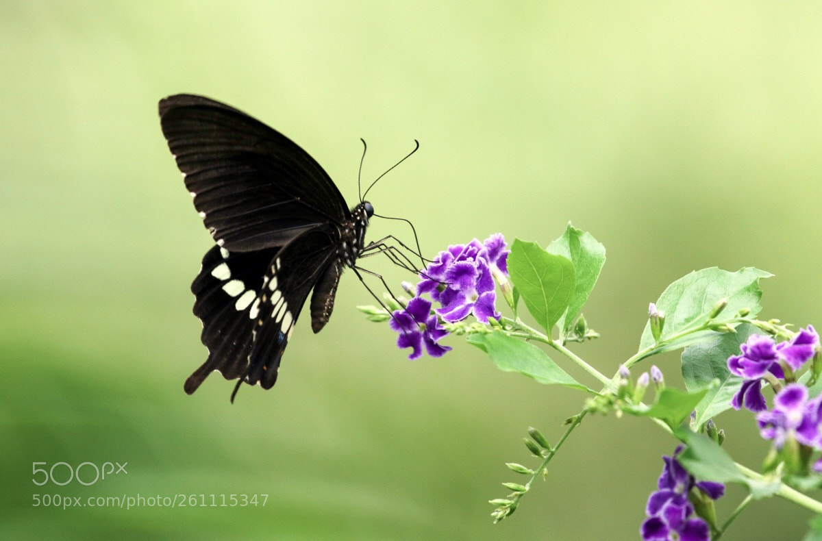 Canon EOS 7D Mark II sample photo. Untitled photography