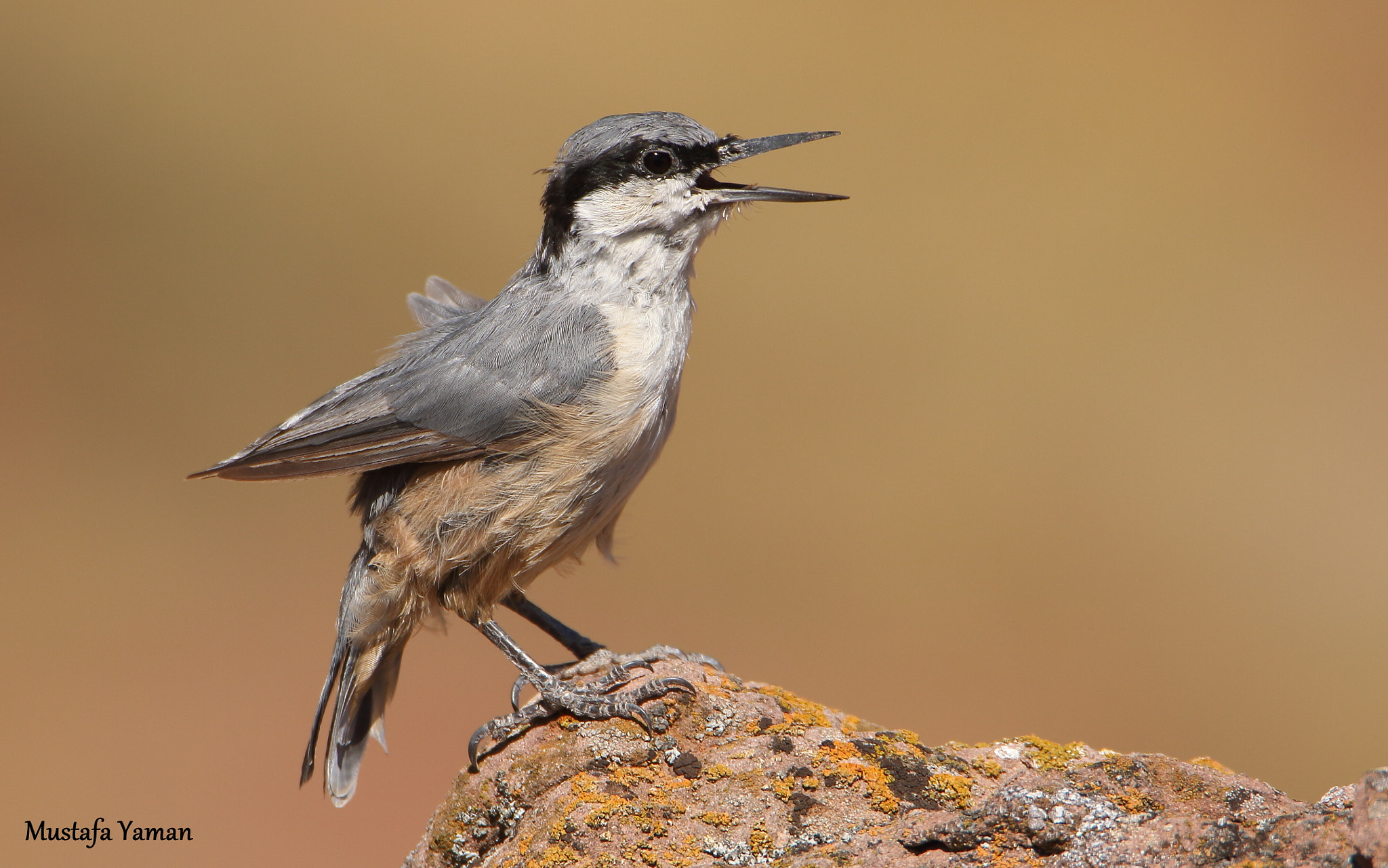 Tamron SP 150-600mm F5-6.3 Di VC USD sample photo. Kaya sıvacısı » western rock nuthatch photography