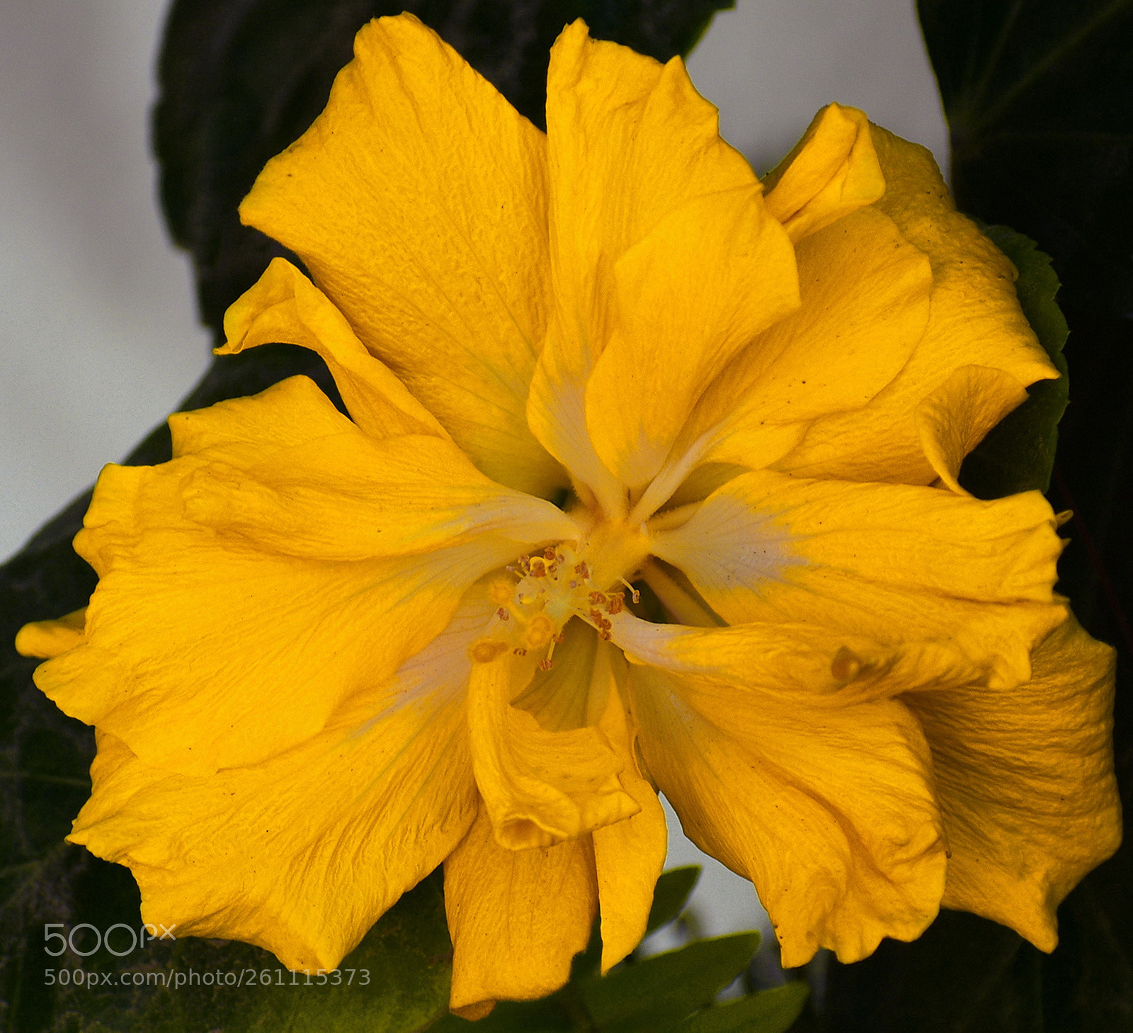 Nikon D7200 sample photo. A gold flower in photography