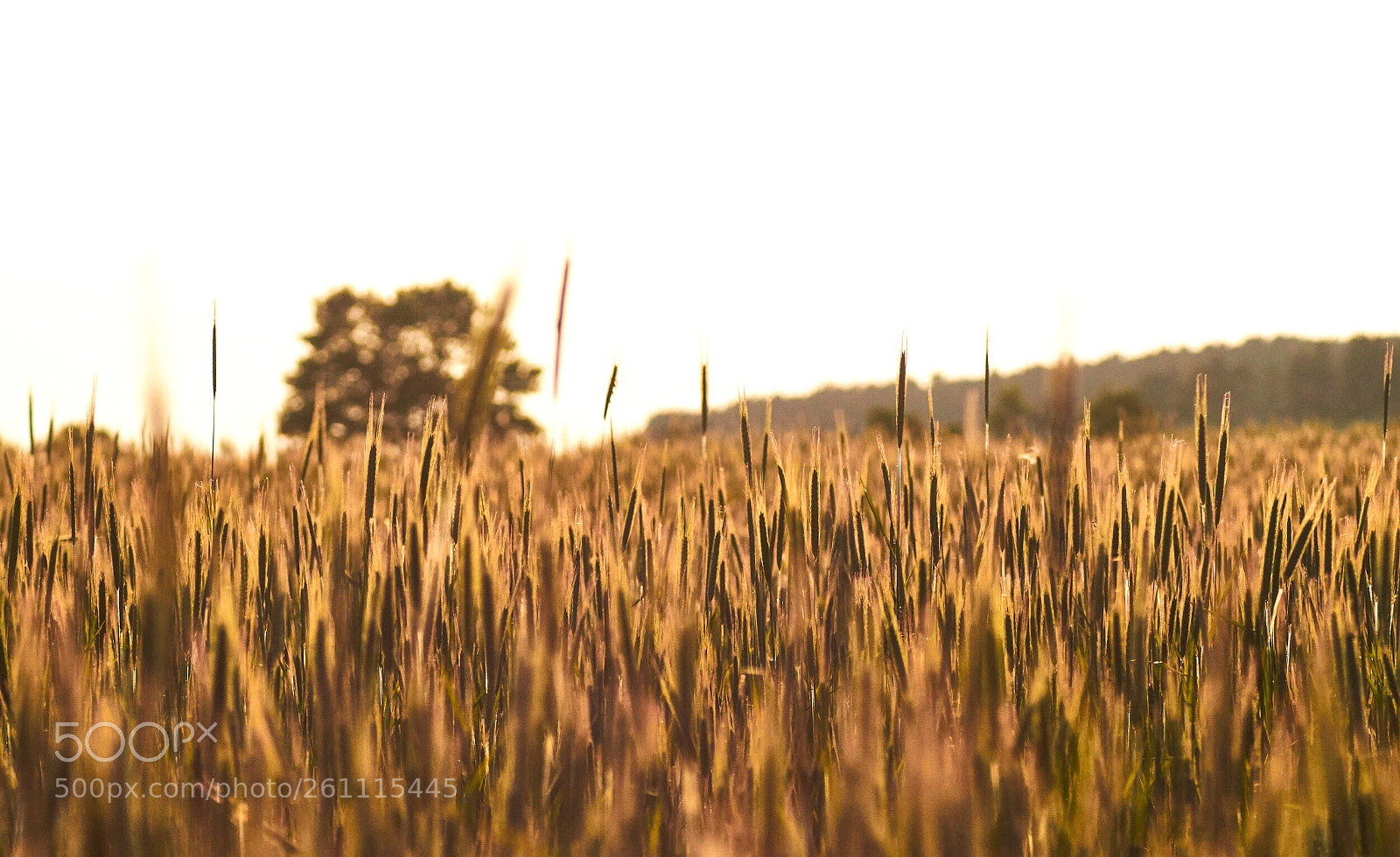 Sony SLT-A58 sample photo. Cornfield photography