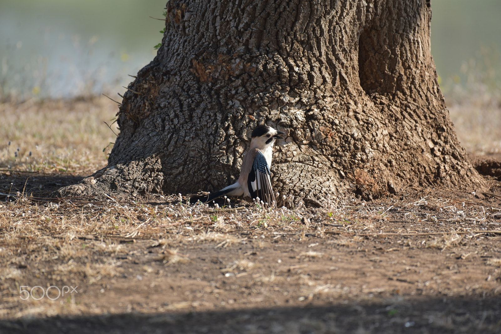 Nikon AF-S Nikkor 200-500mm F5.6E ED VR sample photo. Jay 2 photography