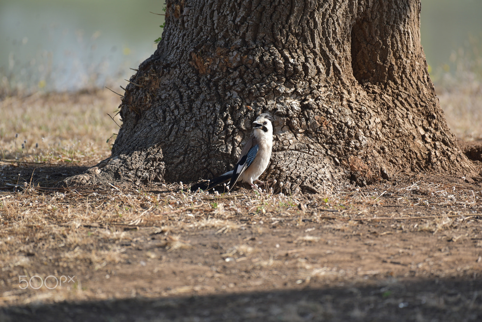 Nikon D750 + Nikon AF-S Nikkor 200-500mm F5.6E ED VR sample photo. Jay 1 photography