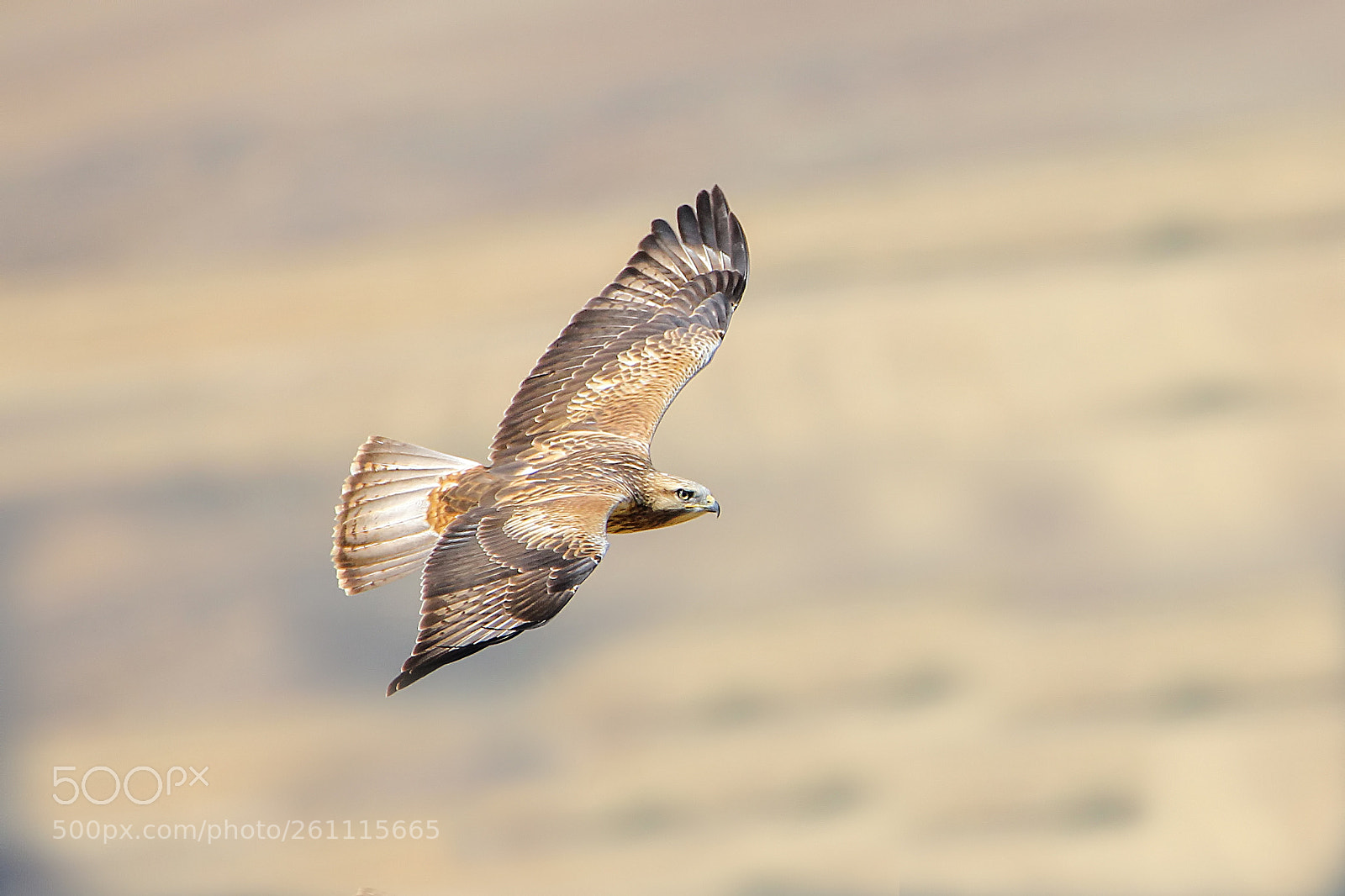 Canon EOS 550D (EOS Rebel T2i / EOS Kiss X4) sample photo. Long legged buzzard photography