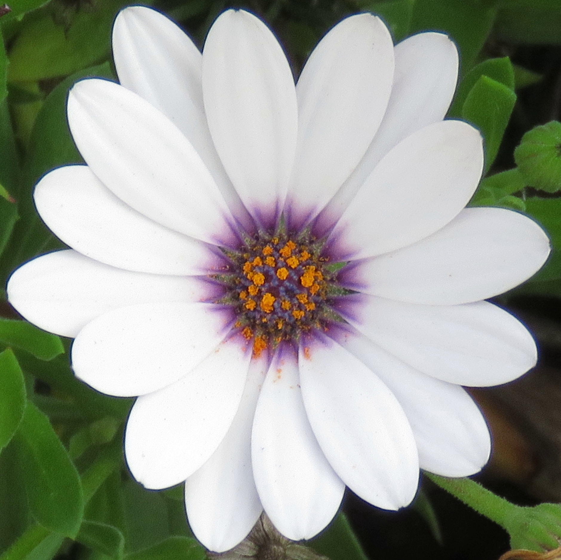 Canon PowerShot SX60 HS + 3.8 - 247.0 mm sample photo. A white and purple daisy flower photography
