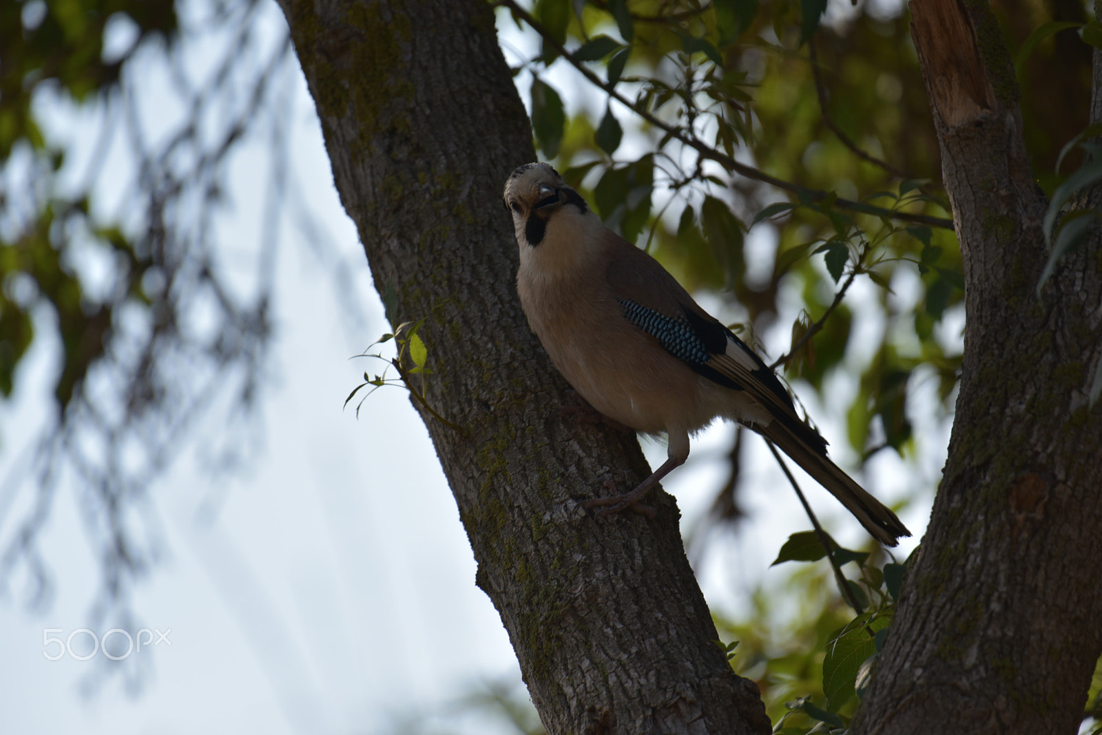 Nikon AF-S Nikkor 200-500mm F5.6E ED VR sample photo. Jay 3 photography